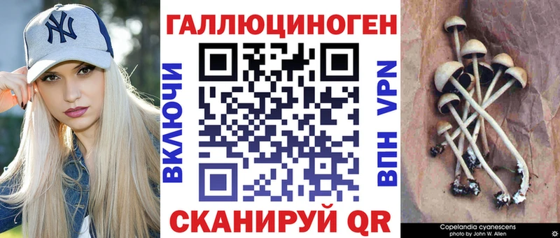 Купить  Кукмор  Псилоцибиновые грибы Psilocybe 